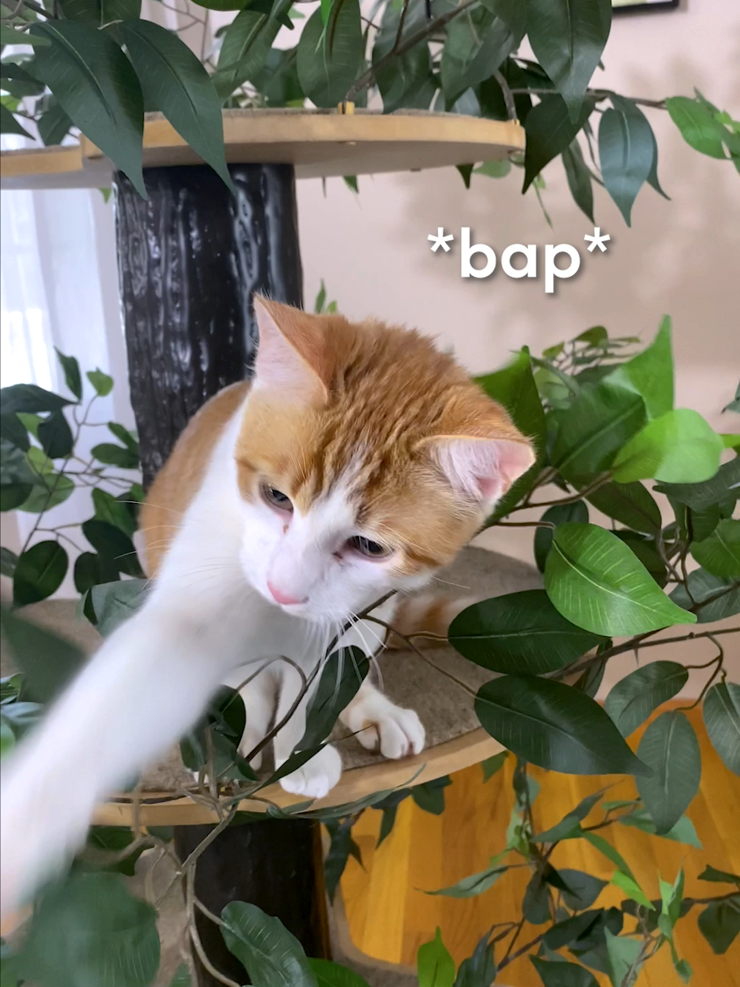 *bap*