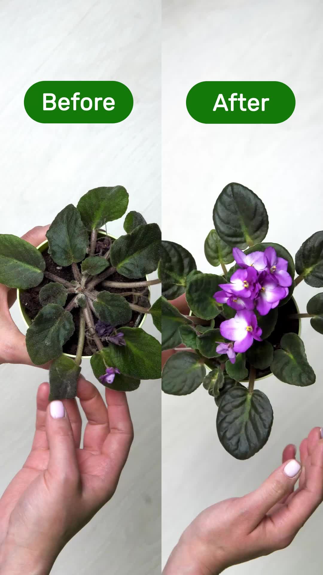 BEFORE AFTER
