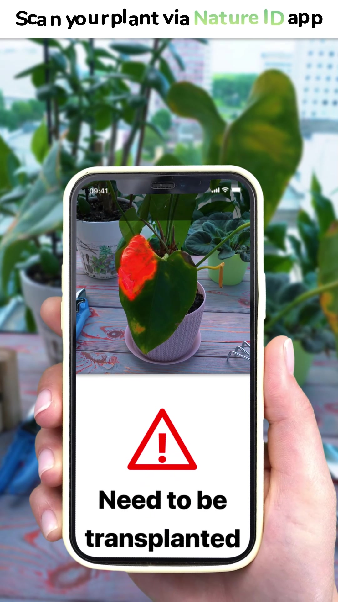 Scan your plant via Nature ID app Need to be transplanted