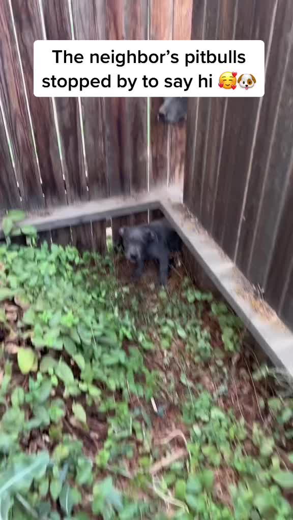 The neighborβs pitbulls stopped by to say hi ππΆ