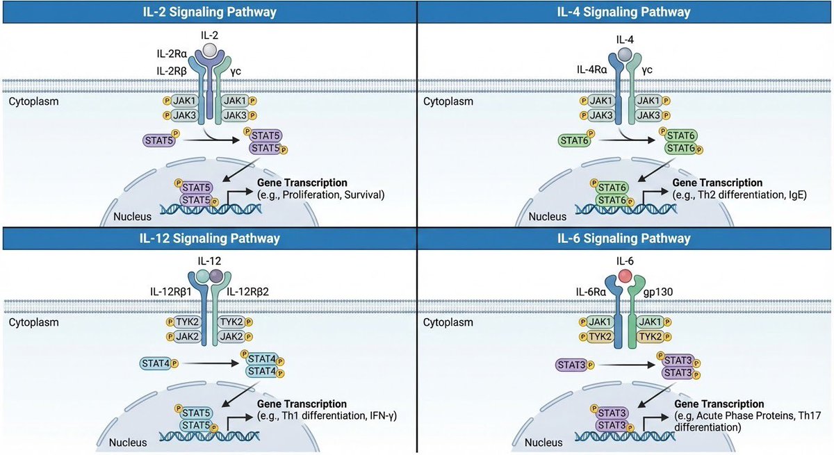 Interleukin (IL-2, IL-4, IL-6, IL-12) Signaling Pathways