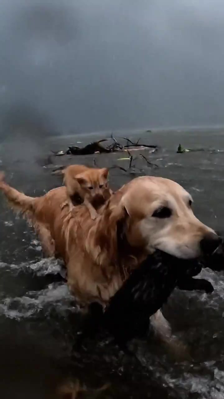 Bravery in Chaos: Pets Against the Storm