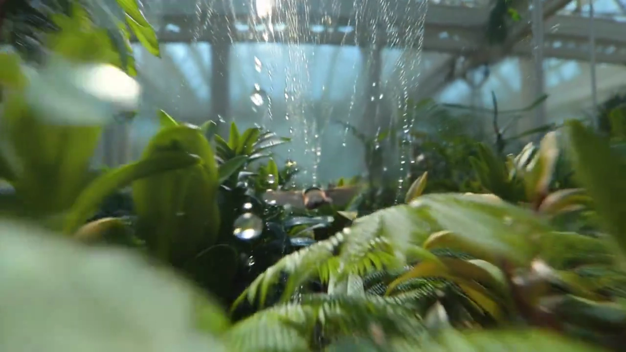 Hummingbird's Journey Through a Tropical Oasis